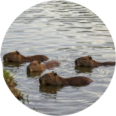 Four capybaras swimming in a calm river