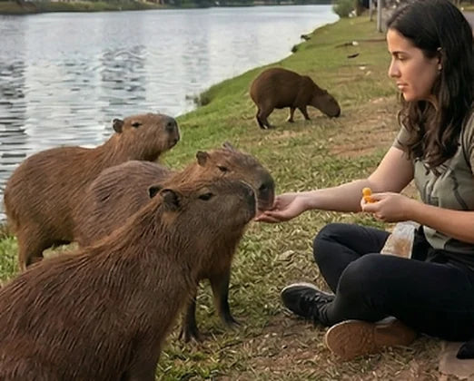 A volunteer sits on a riverbank feeding a group of capybaras