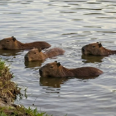 Four capybaras swimming together in a calm river